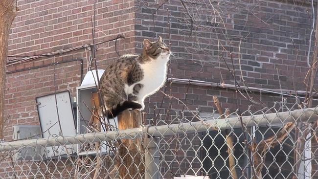 Montreal volunteers call for help to contain city's stray cat population | iNFOnews.ca Montreal volunteers call for help to contain city's stray cat population | iNFOnews.ca