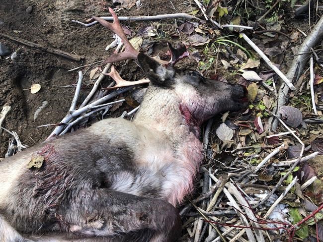 Quebec wildlife officials probe mysterious killing of endangered caribou | iNFOnews.ca