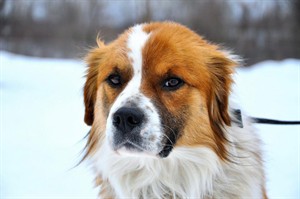 Dog shot in head and left for dead gets new life as animal-cruelty spokespooch | iNFOnews.ca CP22373883