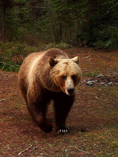 Montana to keep 1,000 bears amid push to lift protections | iNFOnews.ca