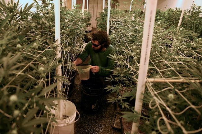 Uruguay struggling to meet demand for legal marijuana | iNFOnews.ca CP2102646494