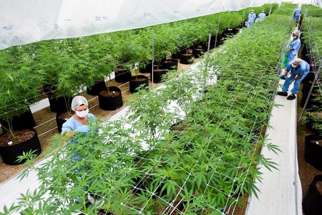 Uruguay is betting on exports of medical marijuana | iNFOnews.ca Uruguay is betting on exports of medical marijuana | iNFOnews.ca