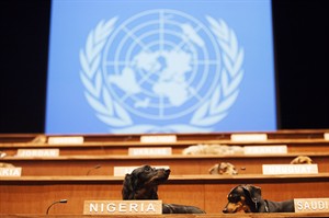 Woof! 36 member Dachshund UN installation opens in Toronto | iNFOnews.ca CP22264922