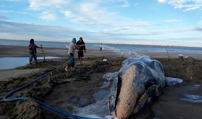 Gray whale returned to ocean after 3 days beached in Mexico | iNFOnews.ca Gray whale returned to ocean after 3 days beached in Mexico | iNFOnews.ca