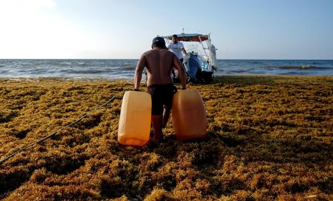 Mexico's prized beaches threatened by smelly algae invasion | iNFOnews.ca