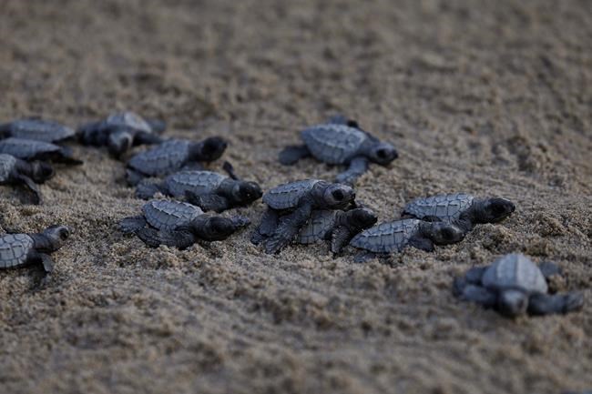 Activists in Mexico protect, release sea turtle hatchlings | iNFOnews.ca