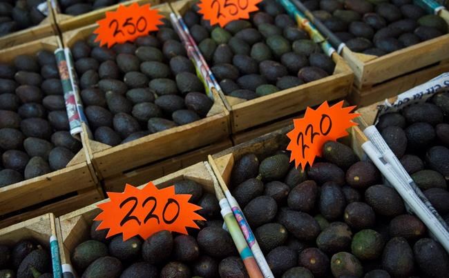 In Mexico, high avocado prices fueling deforestation | iNFOnews.ca In Mexico, high avocado prices fueling deforestation | iNFOnews.ca