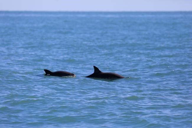 Experts urge gulf refuge for endangered vaquita porpoise | iNFOnews.ca