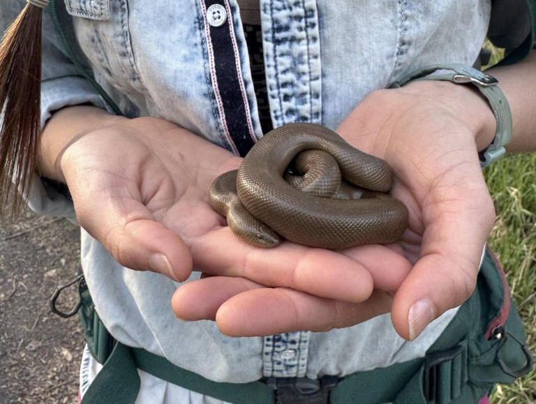 Hands hold a small rubber boa snake.