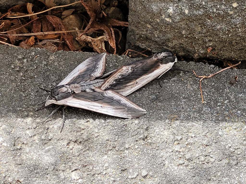 iN PHOTOS: Three species of mega-sized moths flying around Thompson-Okanagan | iNFOnews.ca iN PHOTOS: Three species of mega-sized moths flying around Thompson-Okanagan | iNFOnews.ca