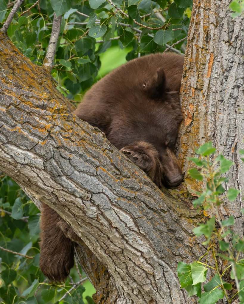 iN PHOTOS: Black bears lounge and snooze in Thompson-Okanagan trees | iNFOnews.ca iN PHOTOS: Black bears lounge and snooze in Thompson-Okanagan trees | iNFOnews.ca