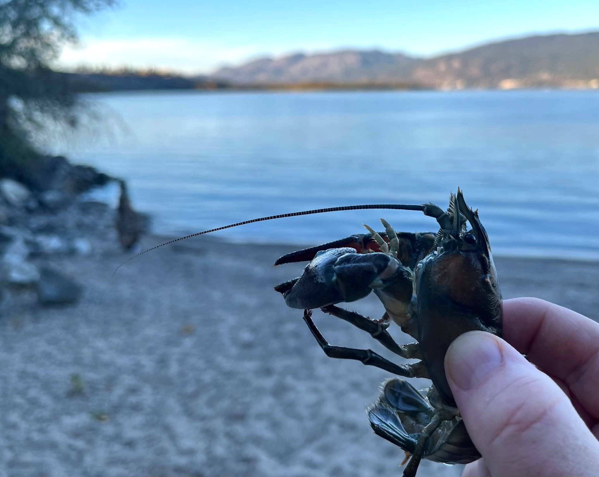 A hand holds up a crayfish.