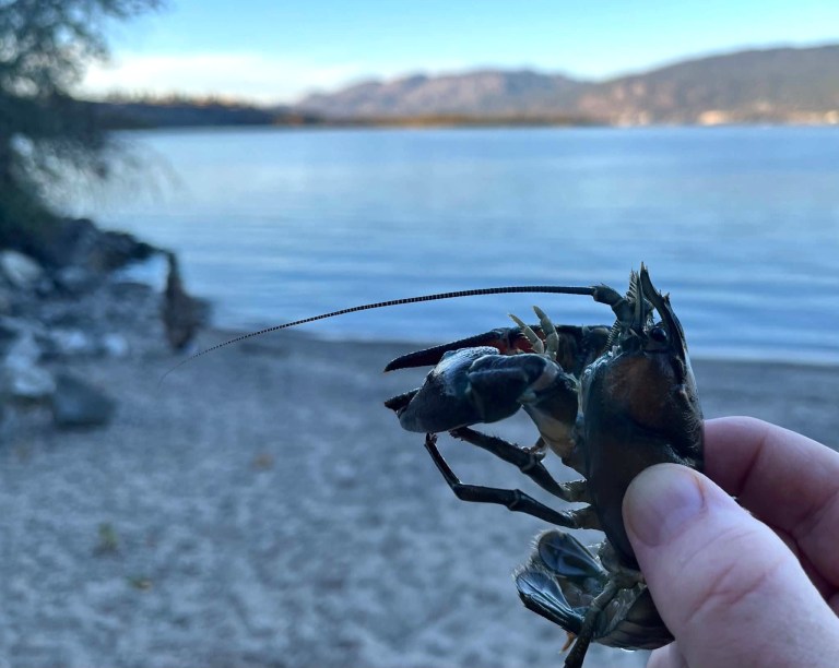 A hand holds up a crayfish.