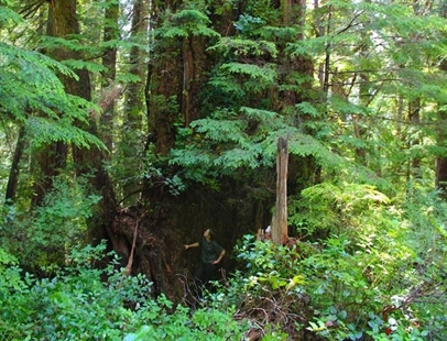 FIRST PERSON: The quest for an ancient colossus, in the wild rainforest of B.C. | iNFOnews.ca