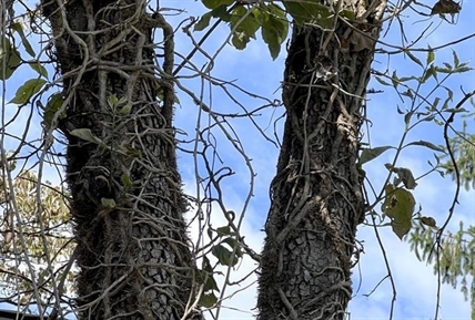 Invasive and ubiquitous, English ivy can hurt trees and plants. Removing it isn't easy | iNFOnews.ca
