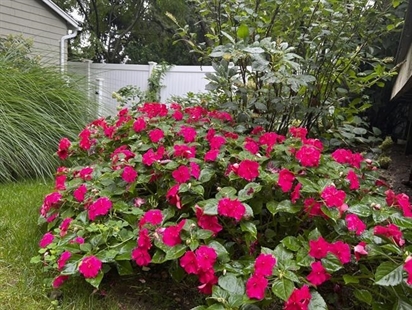 It's time to celebrate annuals, the type of loyal friend every gardener can use | iNFOnews.ca