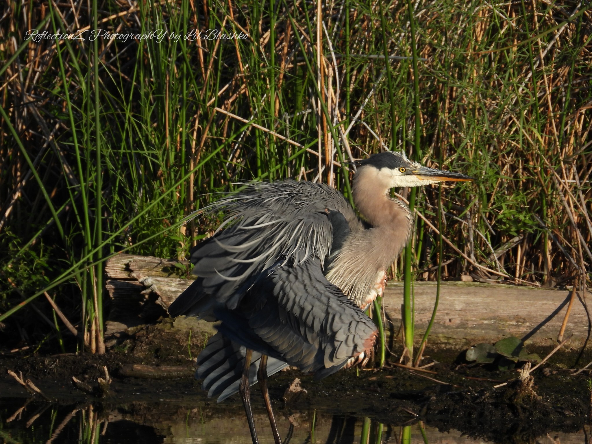 iN PHOTOS: Magnificent great blue herons captured on camera in Kamloops, Okanagan | iNFOnews.ca