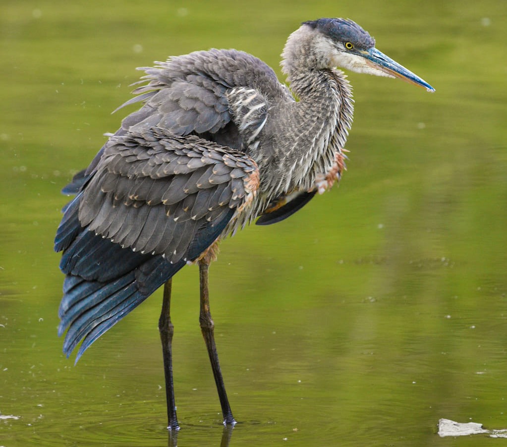 iN PHOTOS: Magnificent great blue herons captured on camera in Kamloops, Okanagan | iNFOnews.ca