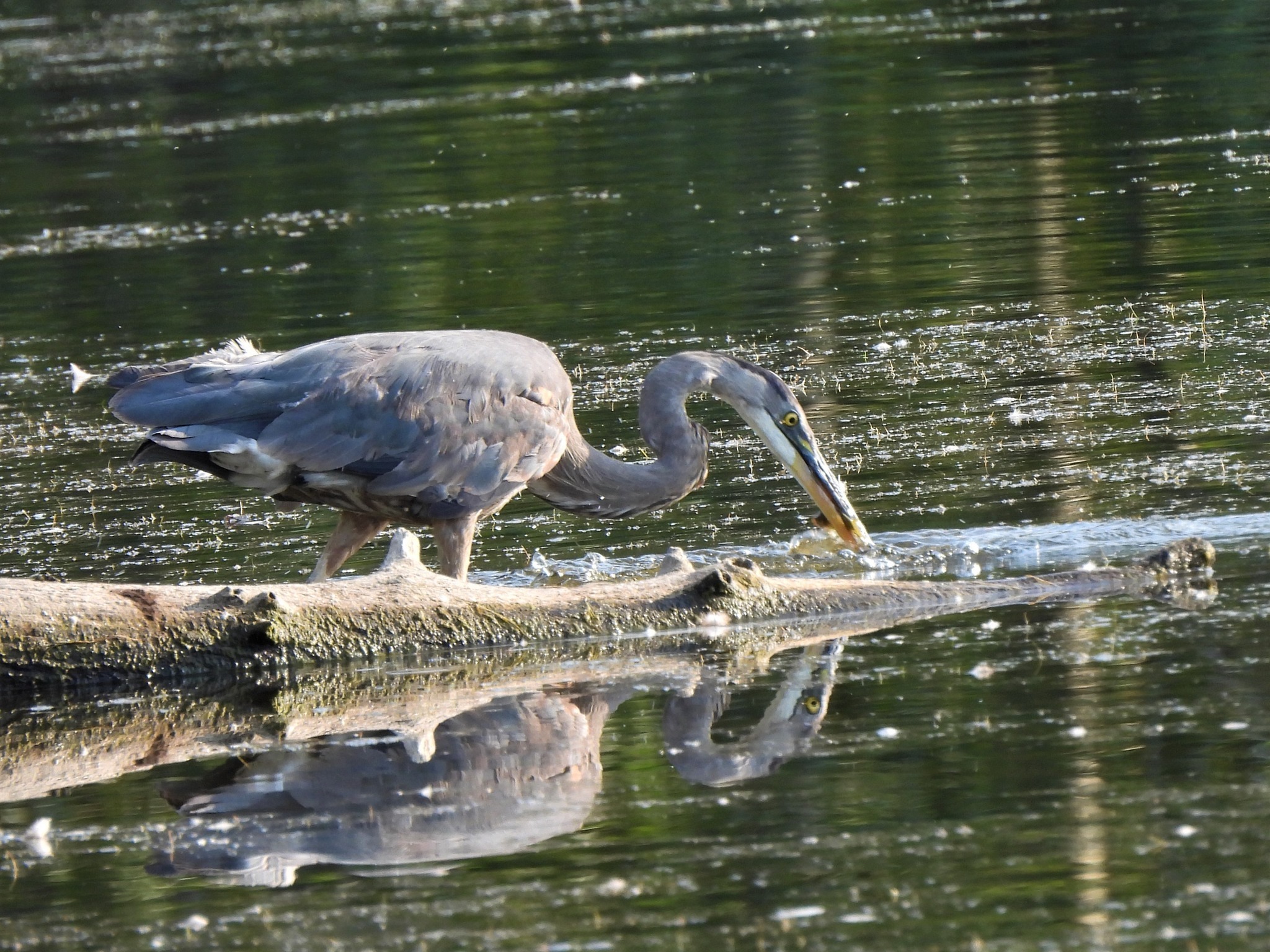 iN PHOTOS: Magnificent great blue herons captured on camera in Kamloops, Okanagan | iNFOnews.ca