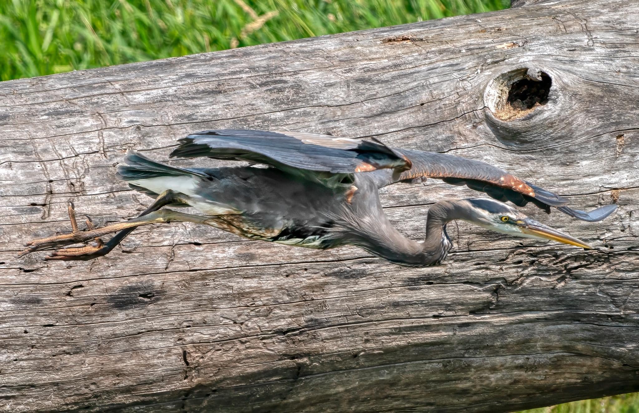 iN PHOTOS: Magnificent great blue herons captured on camera in Kamloops, Okanagan | iNFOnews.ca