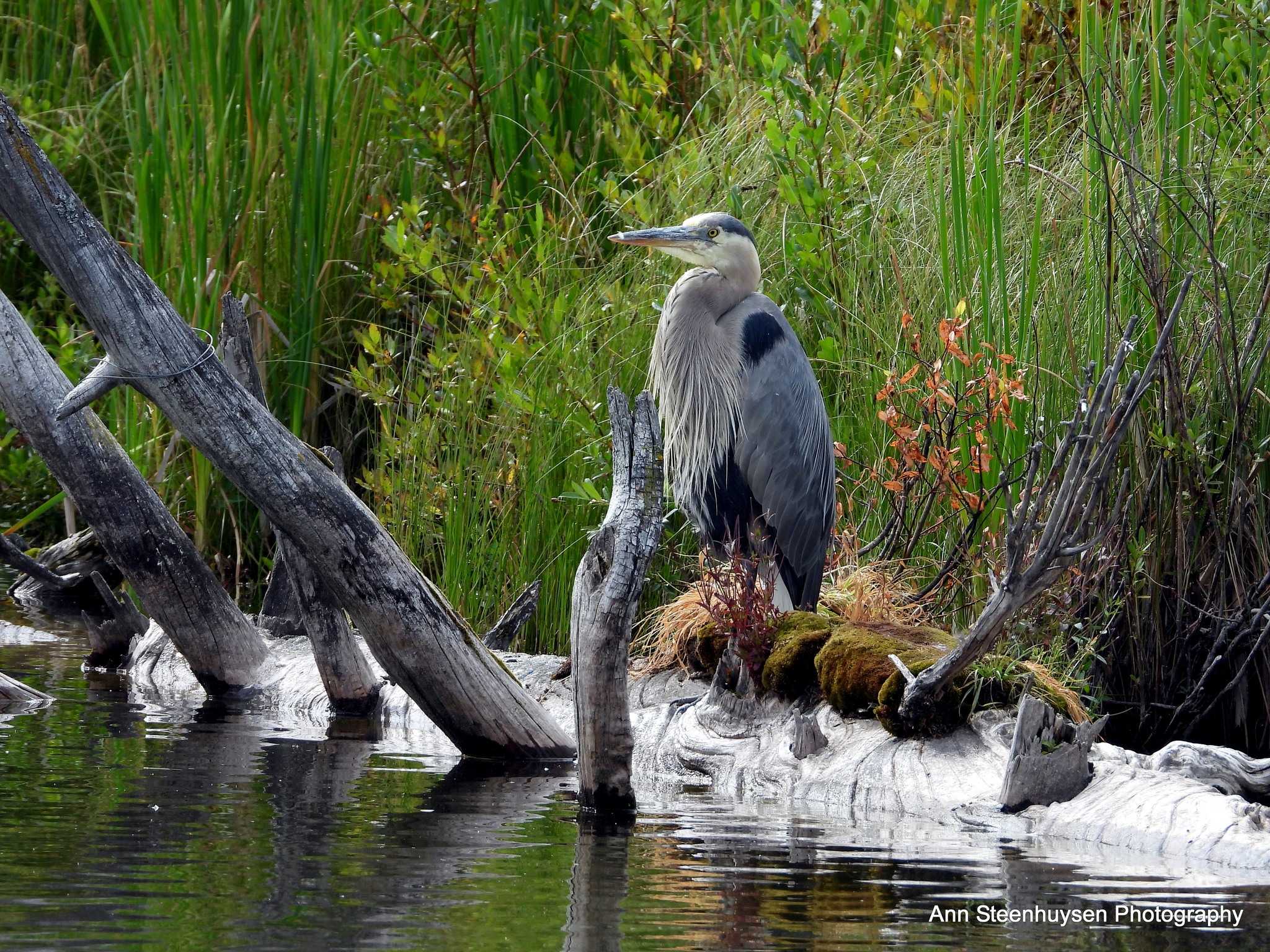 iN PHOTOS: Magnificent great blue herons captured on camera in Kamloops, Okanagan | iNFOnews.ca