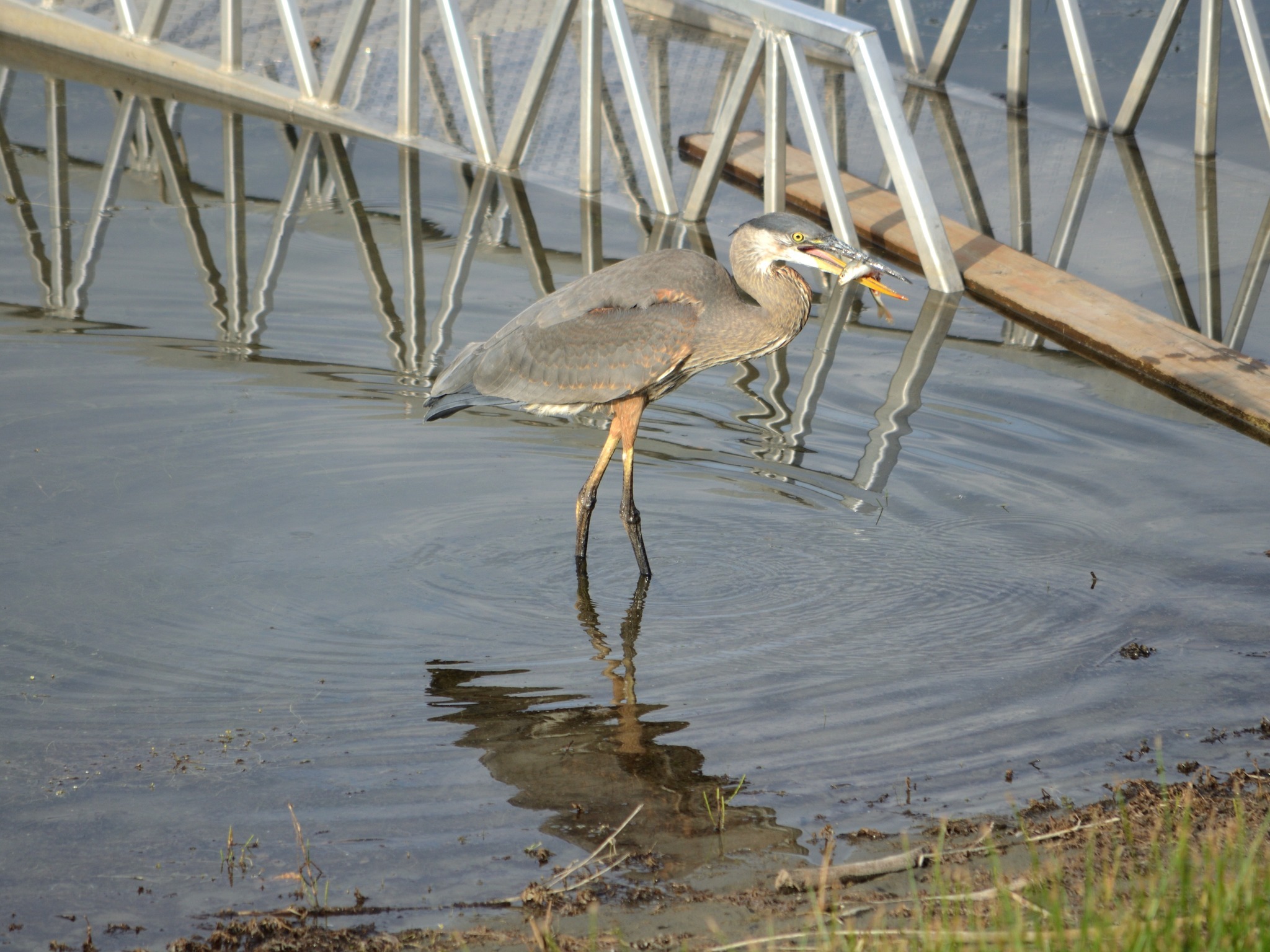 iN PHOTOS: Magnificent great blue herons captured on camera in Kamloops, Okanagan | iNFOnews.ca