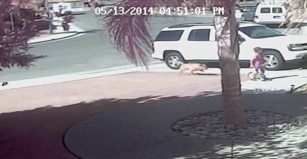 Cat attack saves boy from dog attack | iNFOnews.ca Cat attack saves boy from dog attack | iNFOnews.ca