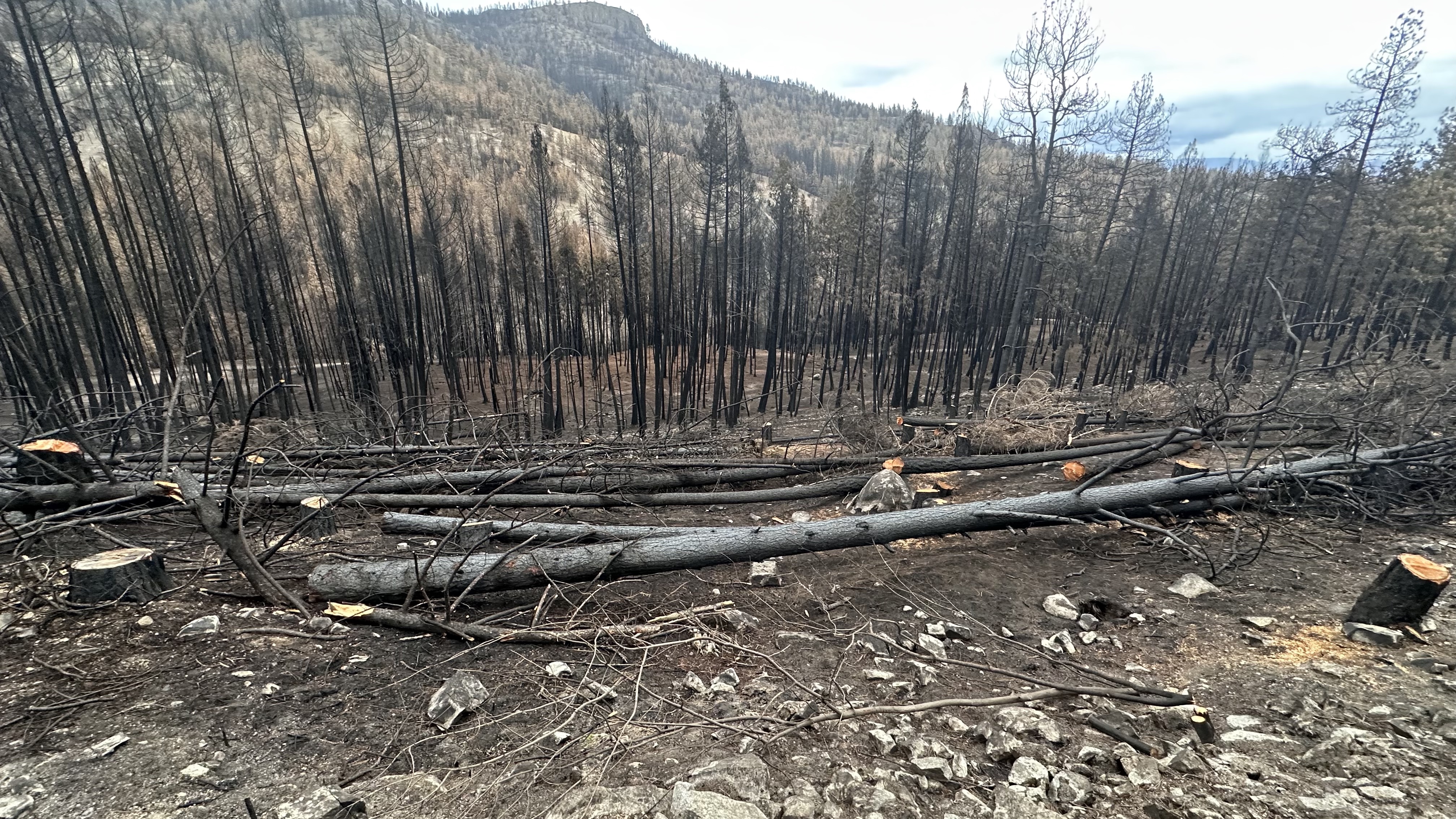 Ministry investigating complaints about hundreds of trees felled after West Kelowna wildfire | iNFOnews.ca