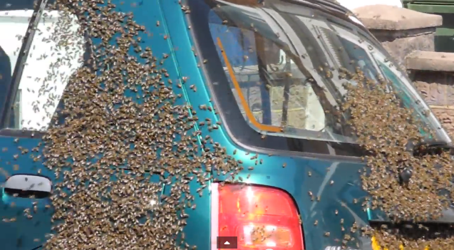 Bees swarm car | iNFOnews.ca Bees swarm car | iNFOnews.ca