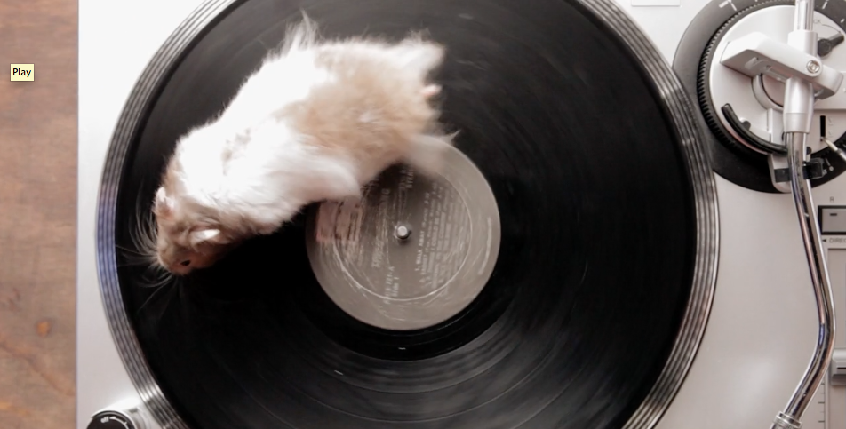 Rodents on turntable. You're welcome | iNFOnews.ca Rodents on turntable. You're welcome | iNFOnews.ca
