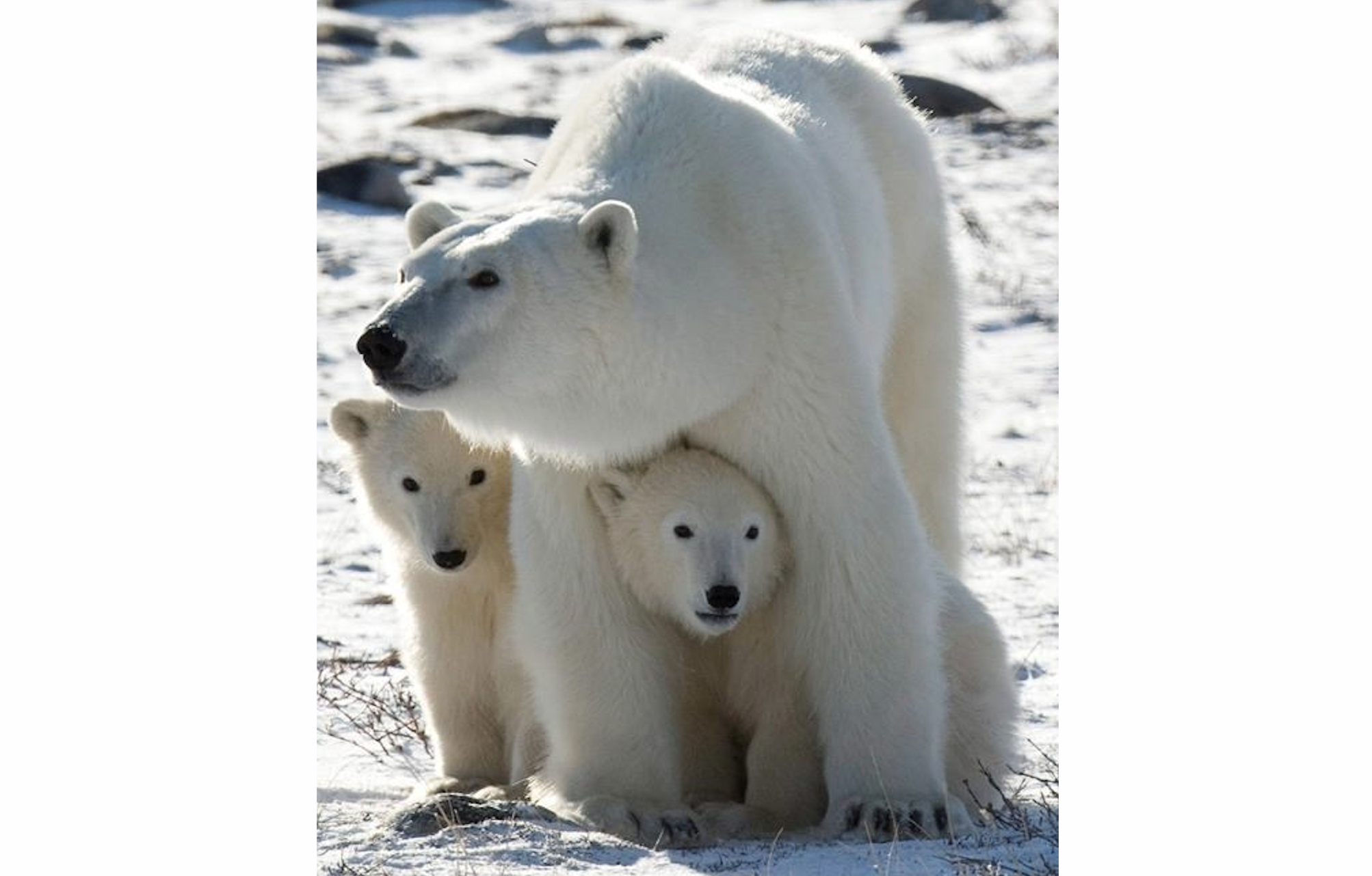 Study looks back centuries to peer into the future for polar bears | iNFOnews.ca