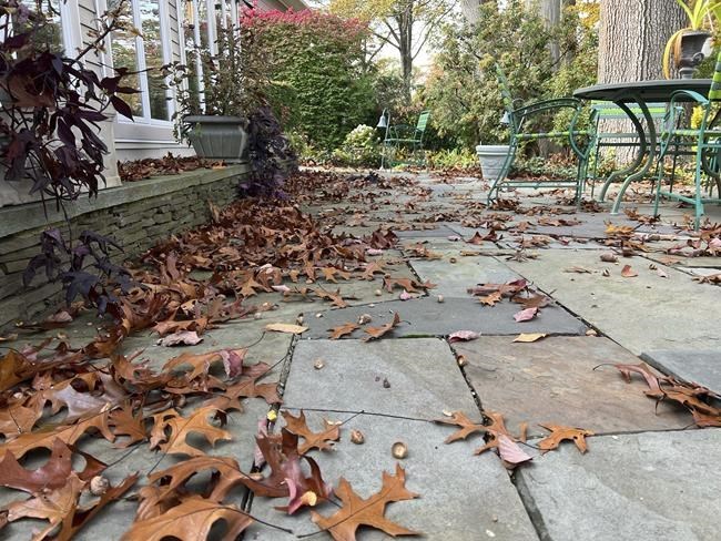 There's a movement to 'leave the leaves' in gardens and lawns. Should you do it? | iNFOnews.ca There's a movement to 'leave the leaves' in gardens and lawns. Should you do it? | iNFOnews.ca