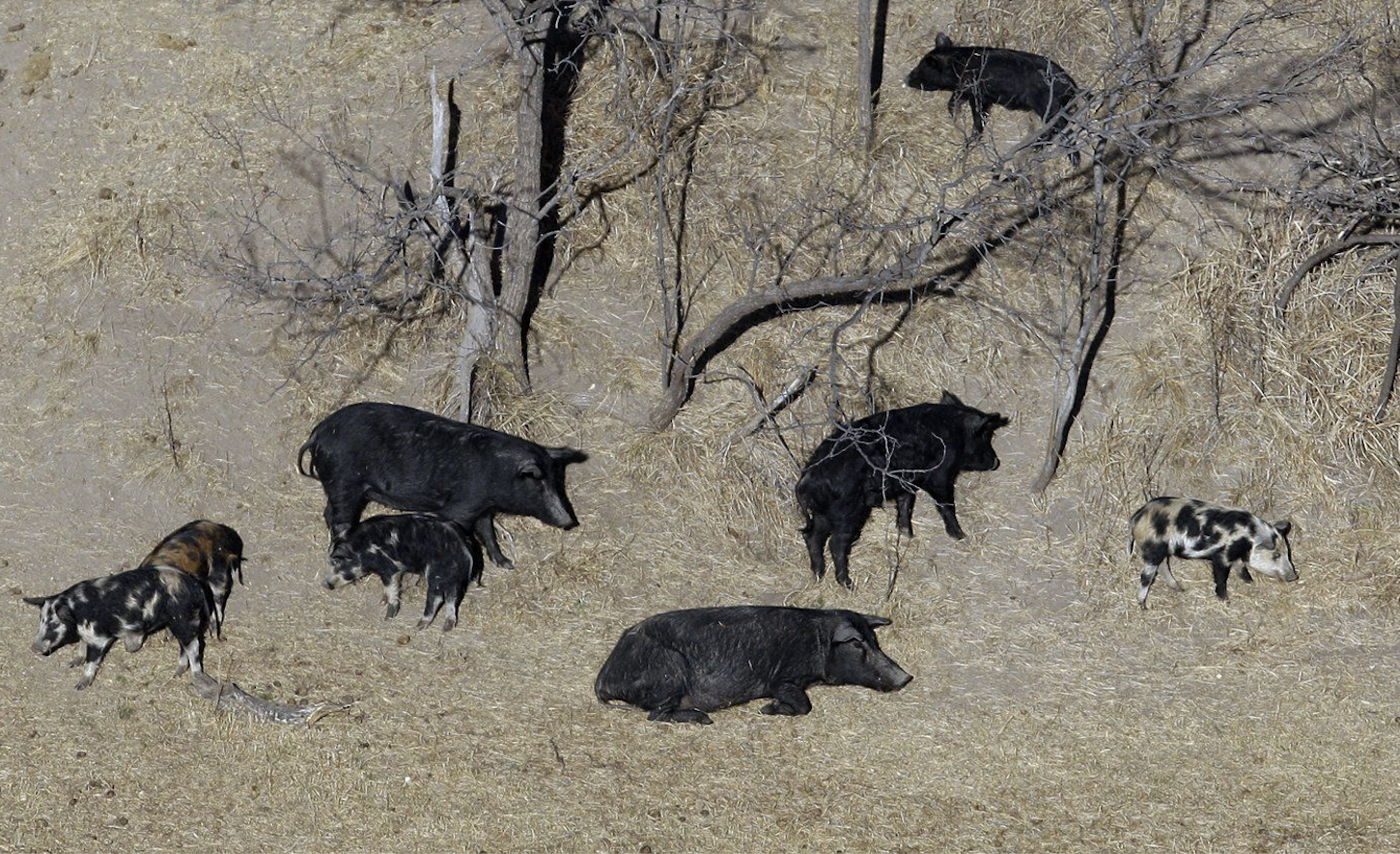 Population of hard-to-eradicate ‘super pigs’ in Canada threatening to invade US | iNFOnews.ca Population of hard-to-eradicate ‘super pigs’ in Canada threatening to invade US | iNFOnews.ca