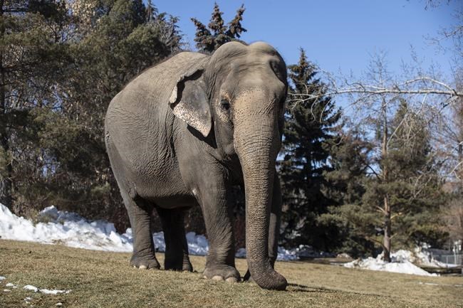 New bill seeks to limit new captivity of elephants, apes in Canada | iNFOnews.ca