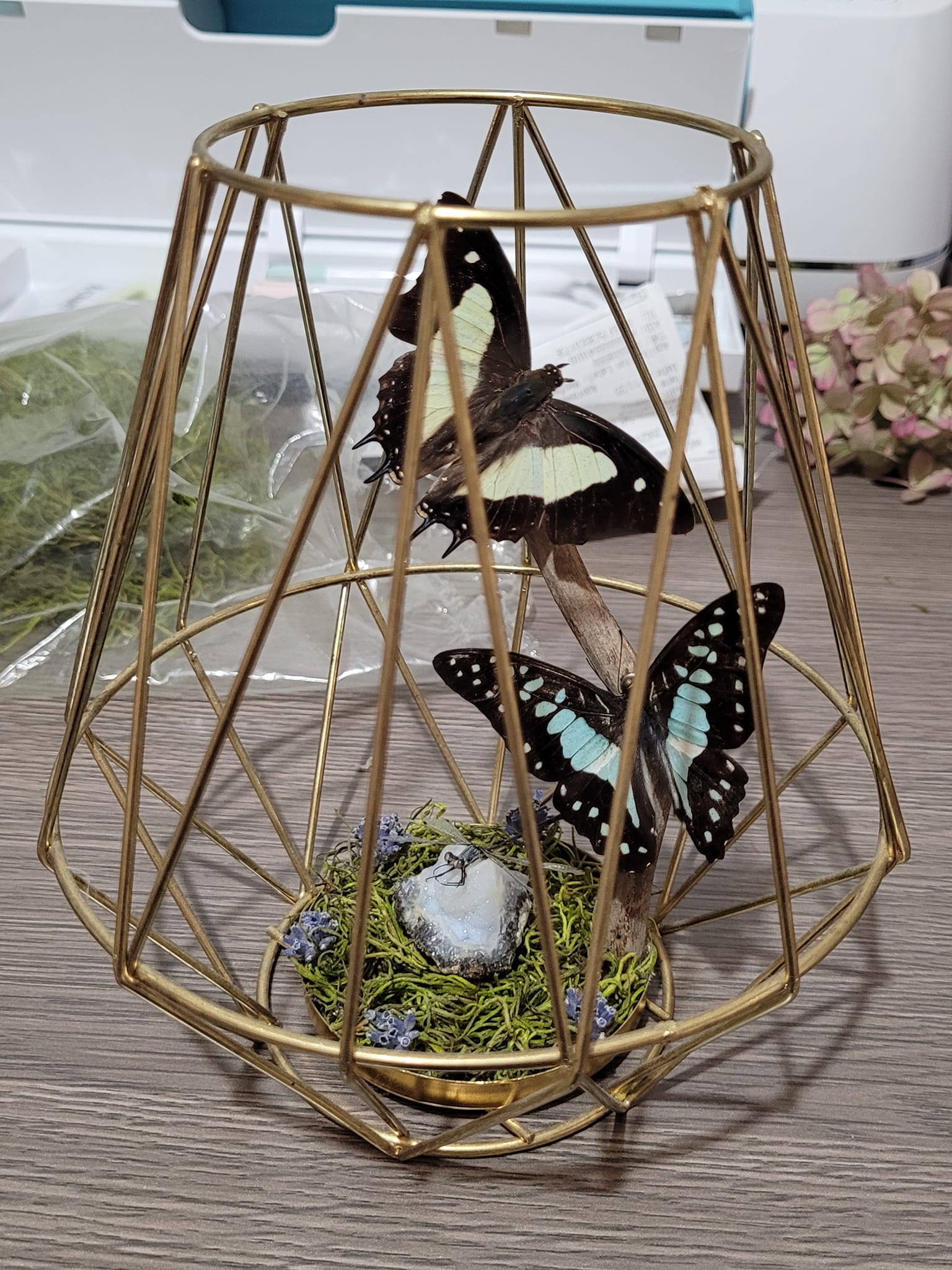 iN PHOTOS: Kamloops crafter makes whimsical works of art out of dead insects | iNFOnews.ca