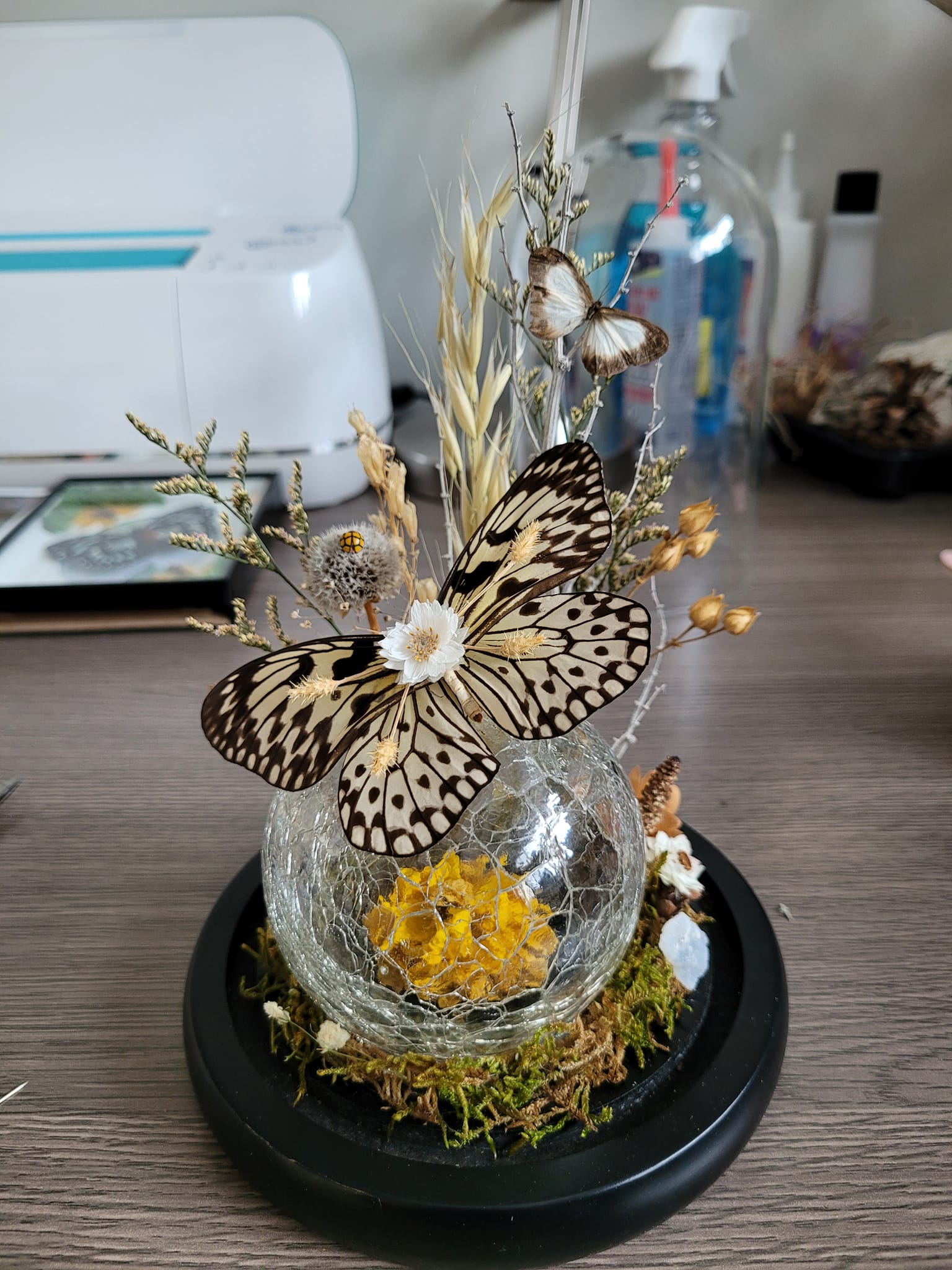 iN PHOTOS: Kamloops crafter makes whimsical works of art out of dead insects | iNFOnews.ca