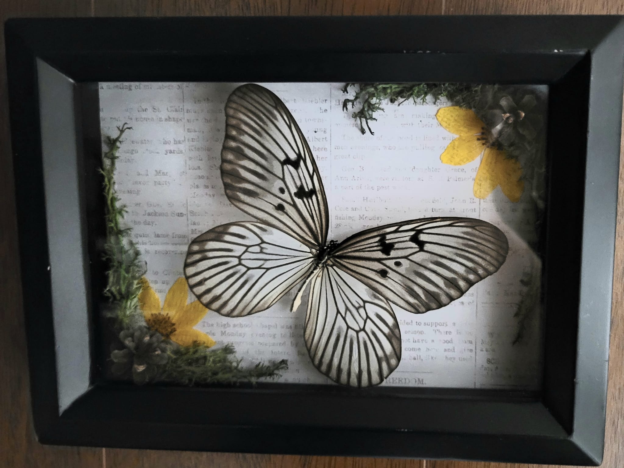 iN PHOTOS: Kamloops crafter makes whimsical works of art out of dead insects | iNFOnews.ca