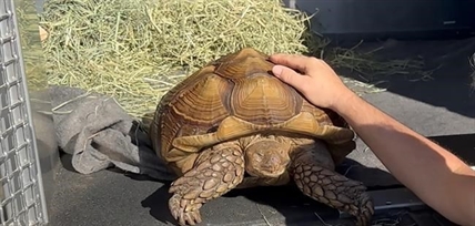 Frank the Tank, tortoise found wandering in BC bok choy field, gets new home | iNFOnews.ca