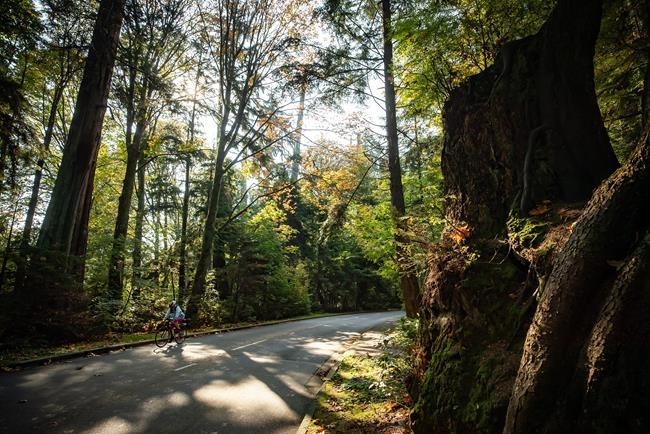 Thousands of trees will be felled in Vancouver's Stanley Park due to moth infestation | iNFOnews.ca