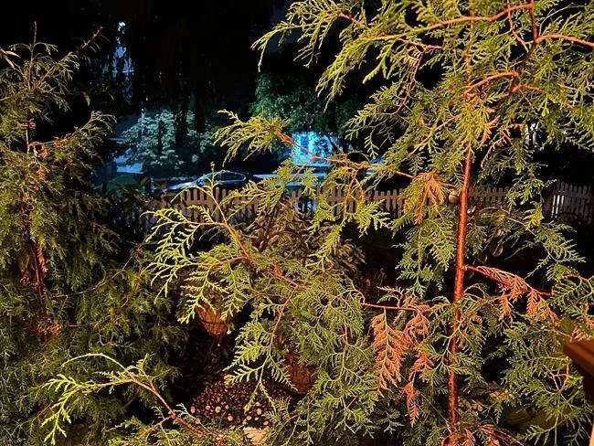 Is it normal or a problem if your evergreens are browning? How to know whether they need help | iNFOnews.ca