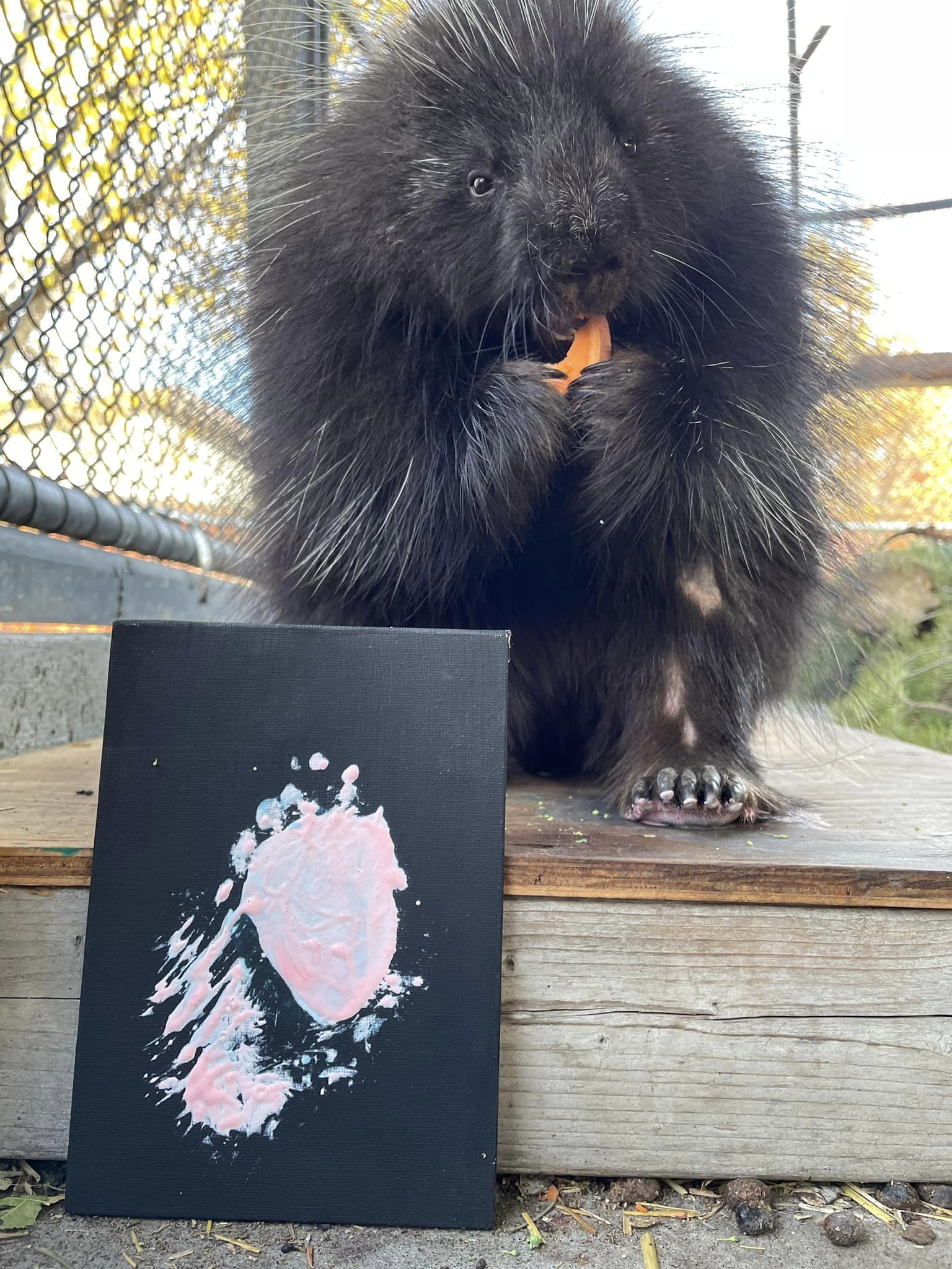 BC Wildlife Park animals make original works of art | iNFOnews.ca BC Wildlife Park animals make original works of art | iNFOnews.ca