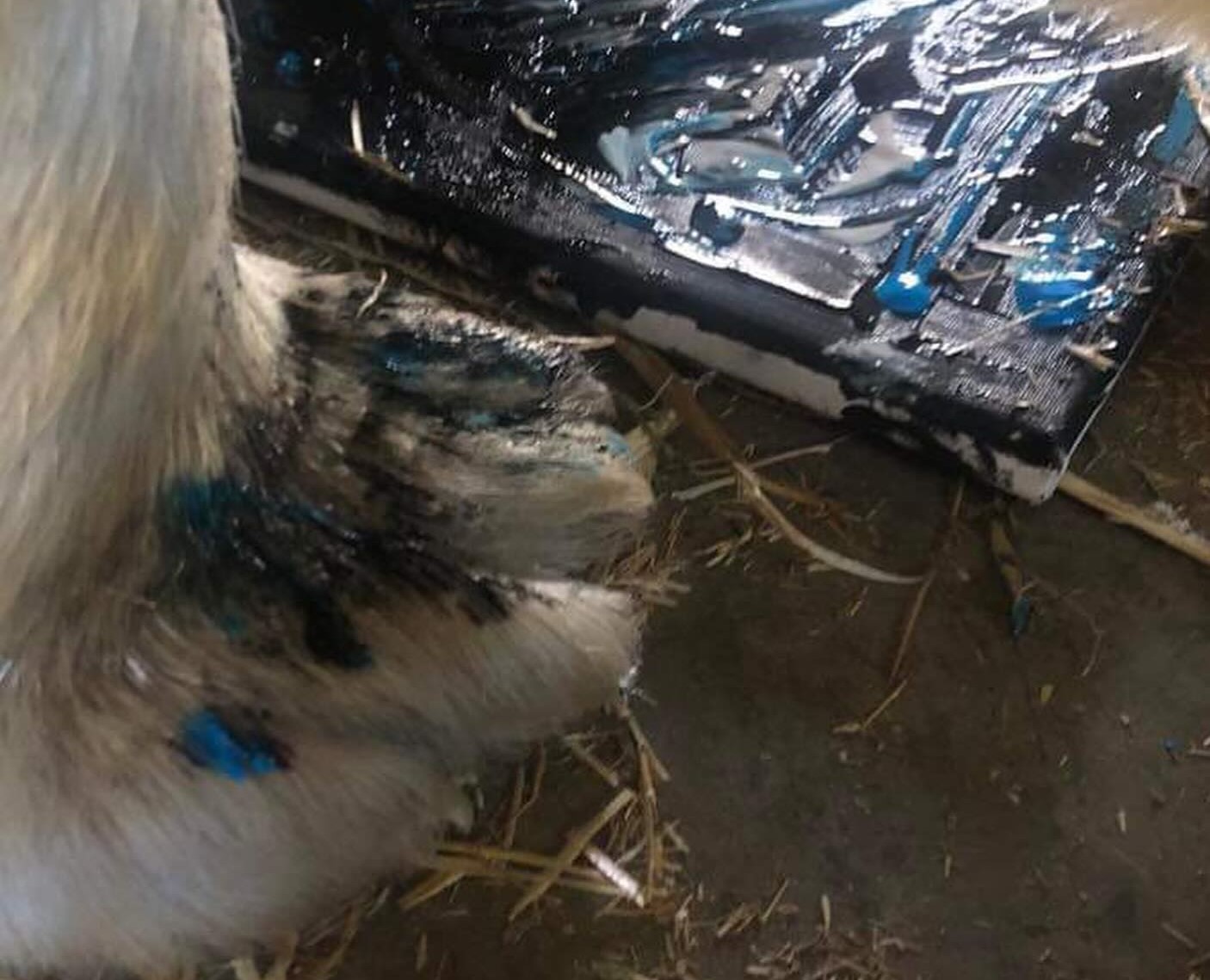 BC Wildlife Park animals make original works of art | iNFOnews.ca BC Wildlife Park animals make original works of art | iNFOnews.ca