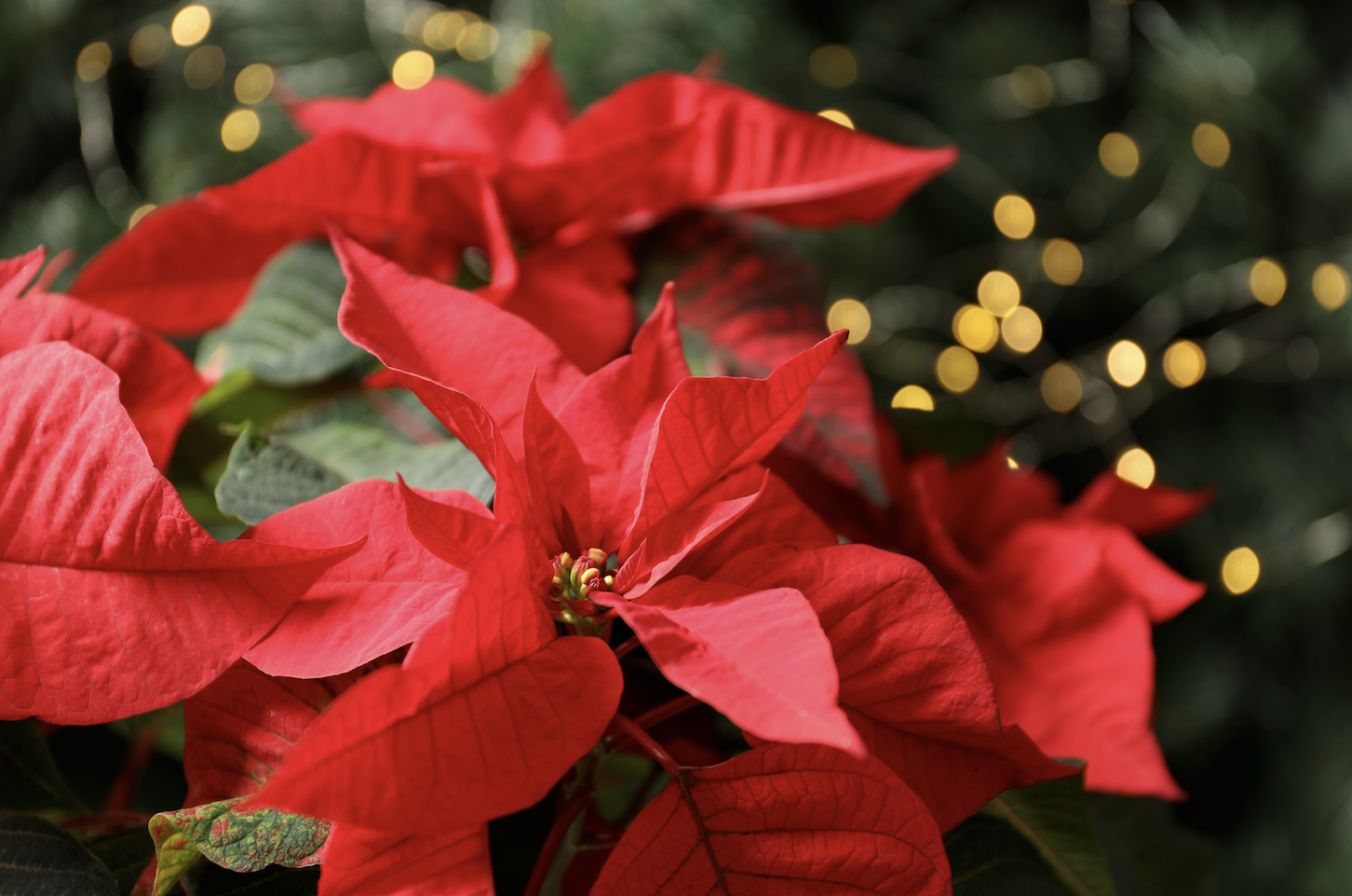 Not so fast: You could toss your poinsettias, or help them 'bloom' again next year | iNFOnews.ca Not so fast: You could toss your poinsettias, or help them 'bloom' again next year | iNFOnews.ca