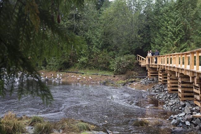 Conservation group buys out hunting rights in B.C. rainforest to protect wildlife | iNFOnews.ca Conservation group buys out hunting rights in B.C. rainforest to protect wildlife | iNFOnews.ca