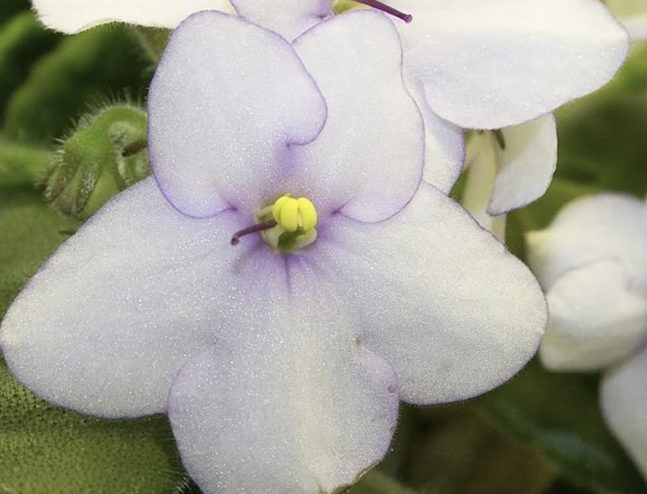 The shade-loving African violet is having its day in the sun | iNFOnews.ca The shade-loving African violet is having its day in the sun | iNFOnews.ca