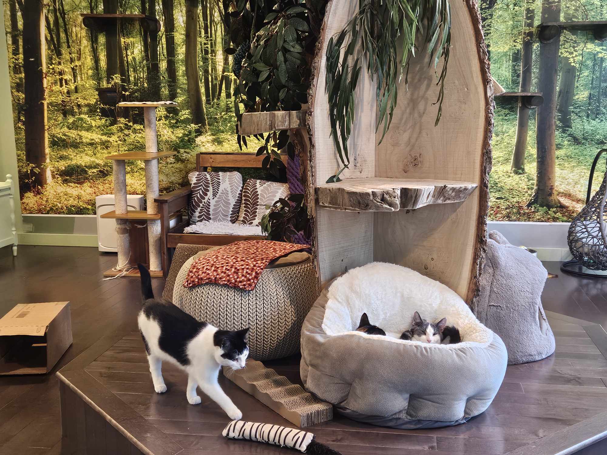 Kelowna's Catelowna cat cafe celebrates 100 adoptions | iNFOnews.ca