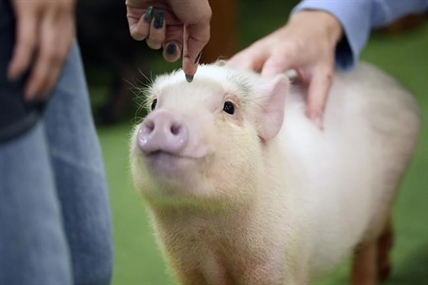 At trendy Japanese cafés, customers enjoy cuddling with pigs | iNFOnews.ca