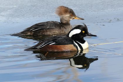iN PHOTOS: Winter views at Kelowna's natural treasure, Munson Pond | iNFOnews.ca iN PHOTOS: Winter views at Kelowna's natural treasure, Munson Pond | iNFOnews.ca