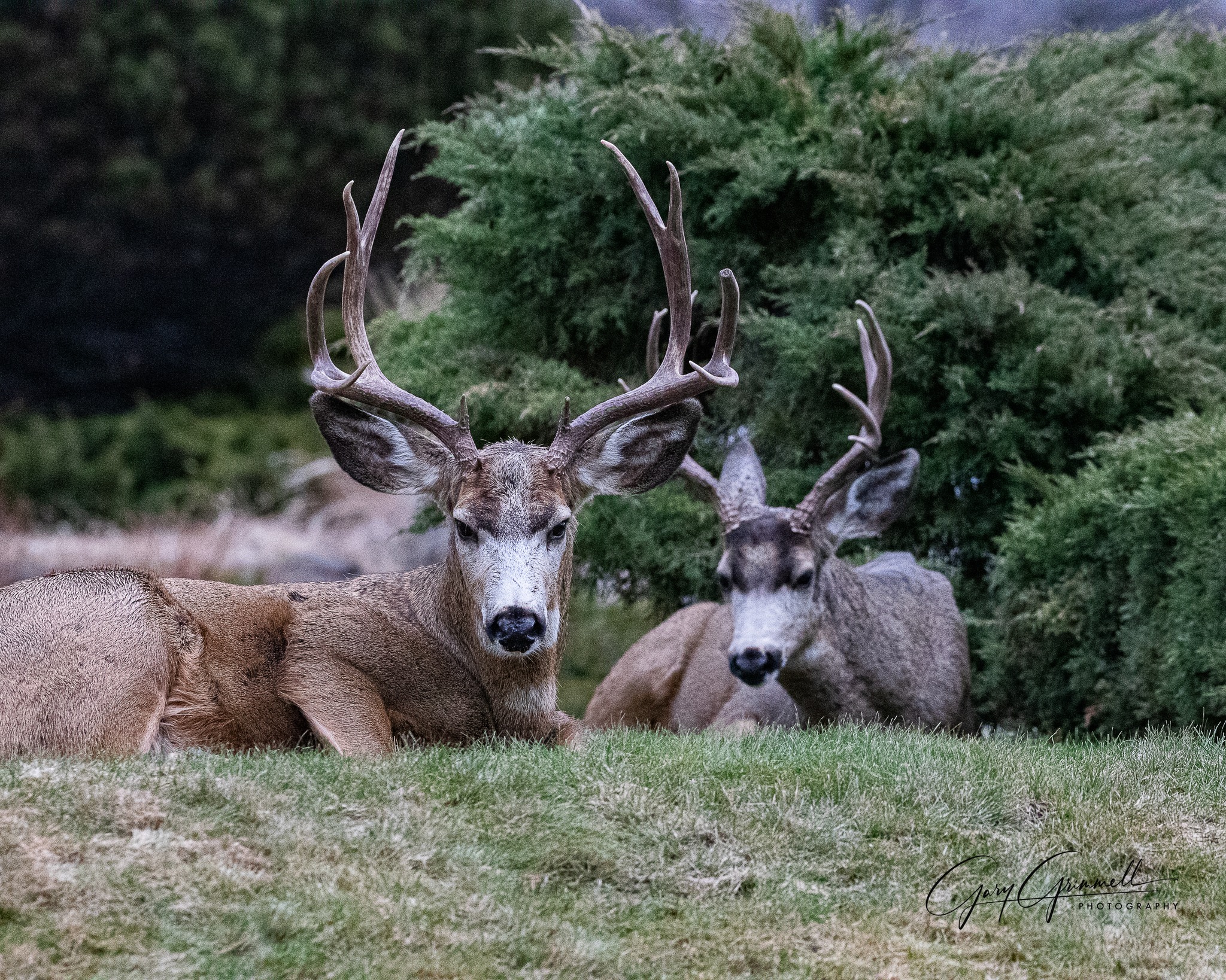 iN PHOTOS: No shortage of winter wildlife in South Okanagan | iNFOnews.ca iN PHOTOS: No shortage of winter wildlife in South Okanagan | iNFOnews.ca