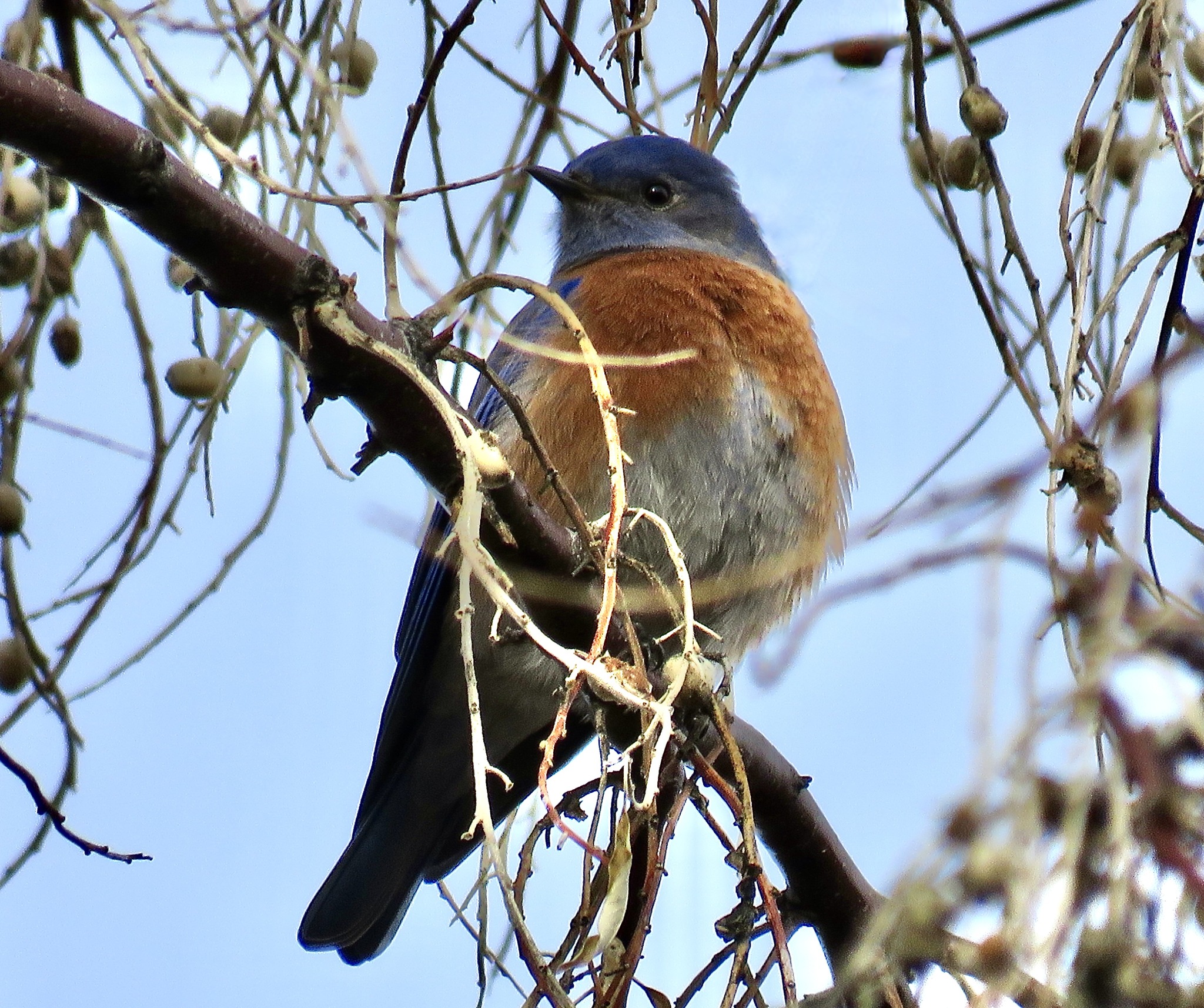 iN PHOTOS: No shortage of winter wildlife in South Okanagan | iNFOnews.ca iN PHOTOS: No shortage of winter wildlife in South Okanagan | iNFOnews.ca